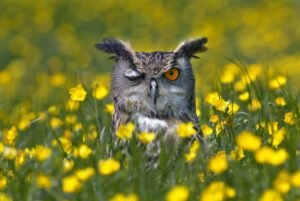 Le clin d’œil amical d’un hibou grand-duc, au milieu des boutons-d’or (Richard Austin/Rex Fe/REX/SIPA)